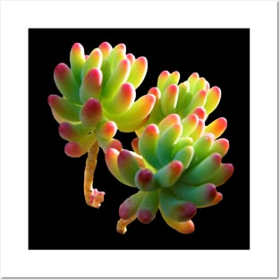 sedum pachyphyllum Posters and Art